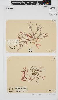 Rhodymenia capensis image