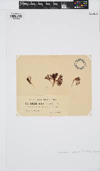 Endocladia muricata image