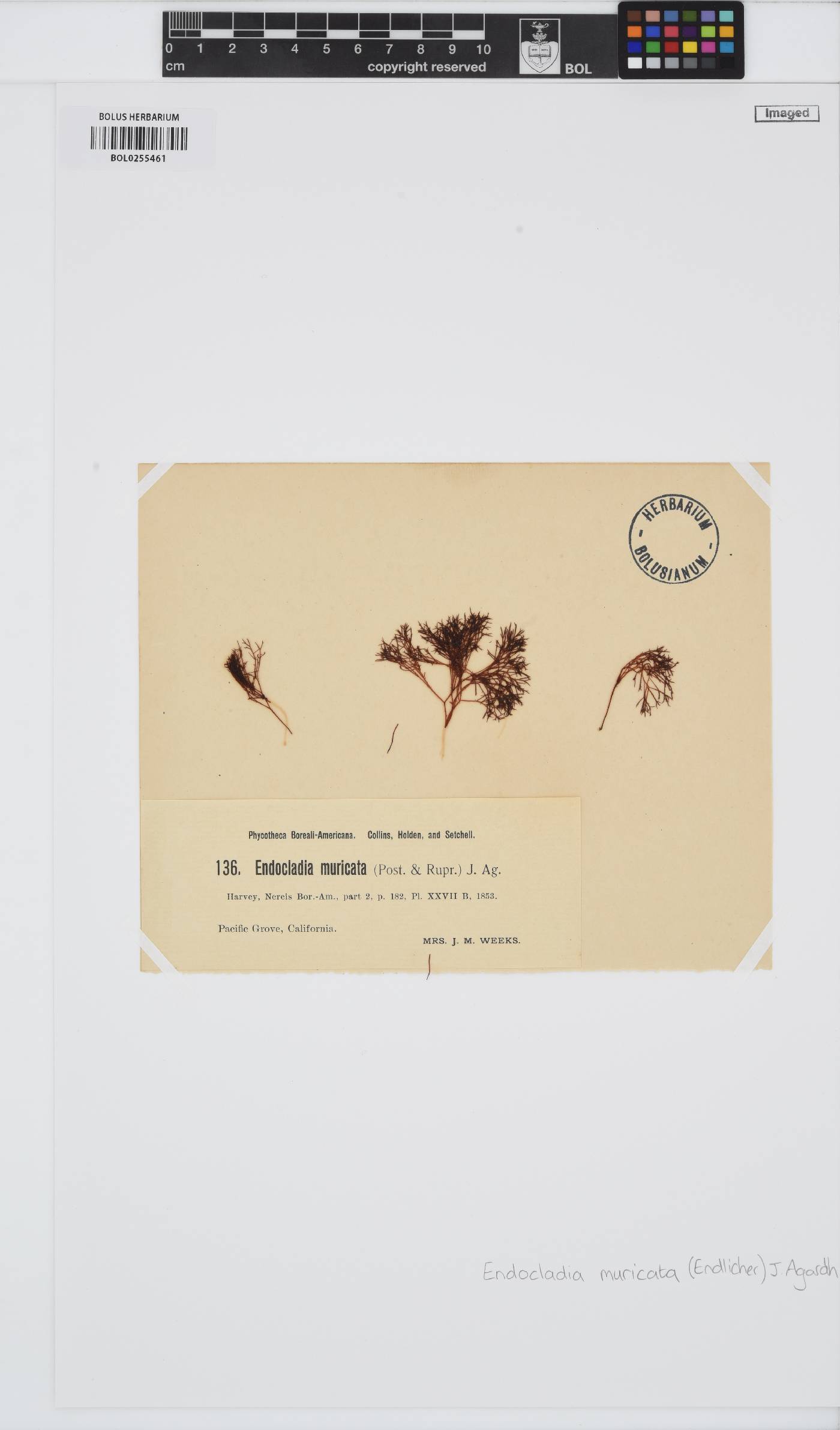 Endocladia image