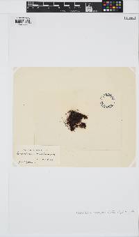 Endocladia muricata image
