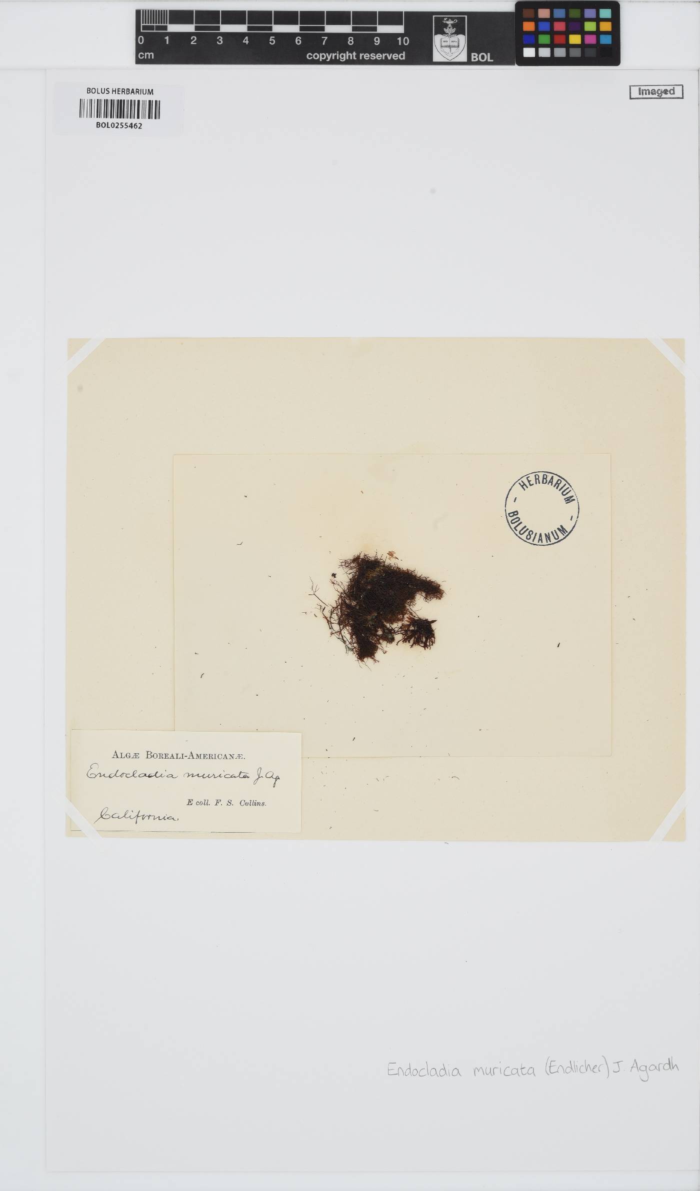 Endocladia muricata image