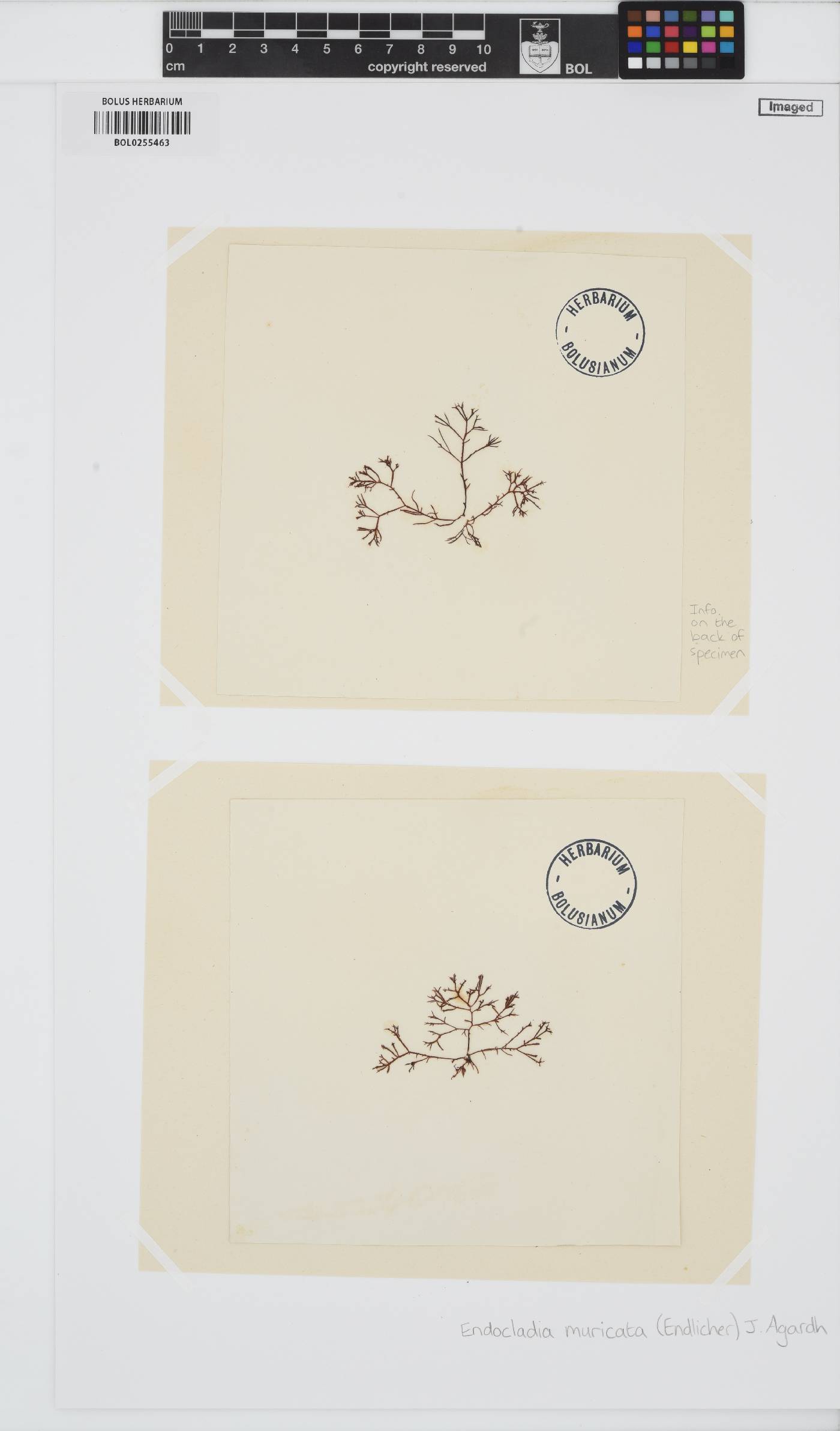 Endocladia muricata image