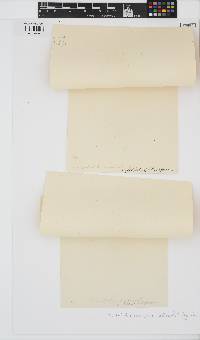 Endocladia muricata image