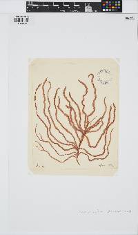Dumontia contorta image