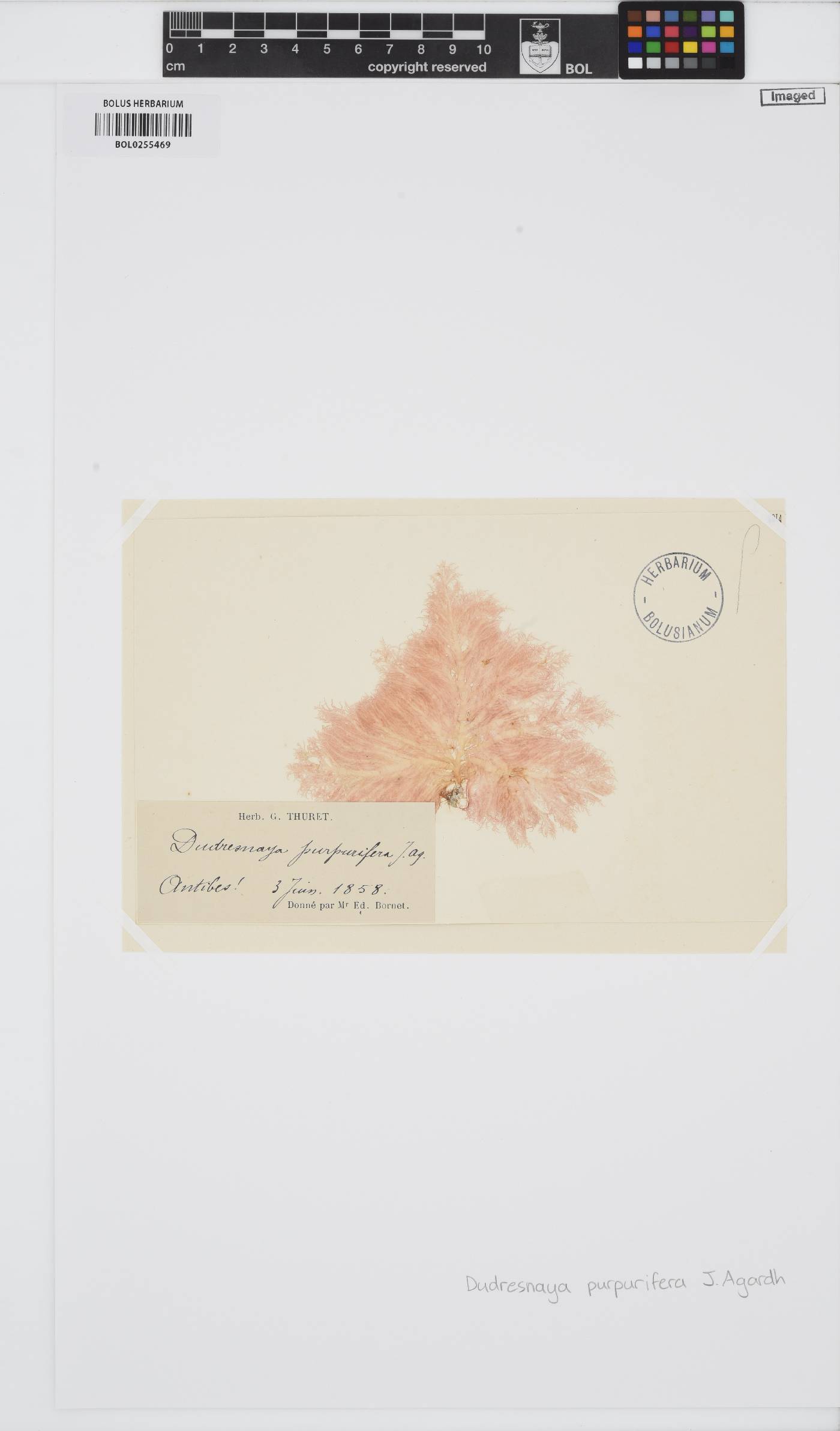 Acrosymphytaceae image