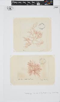 Image of Dudresnaya verticillata