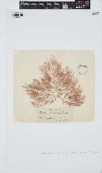 Dudresnaya verticillata image