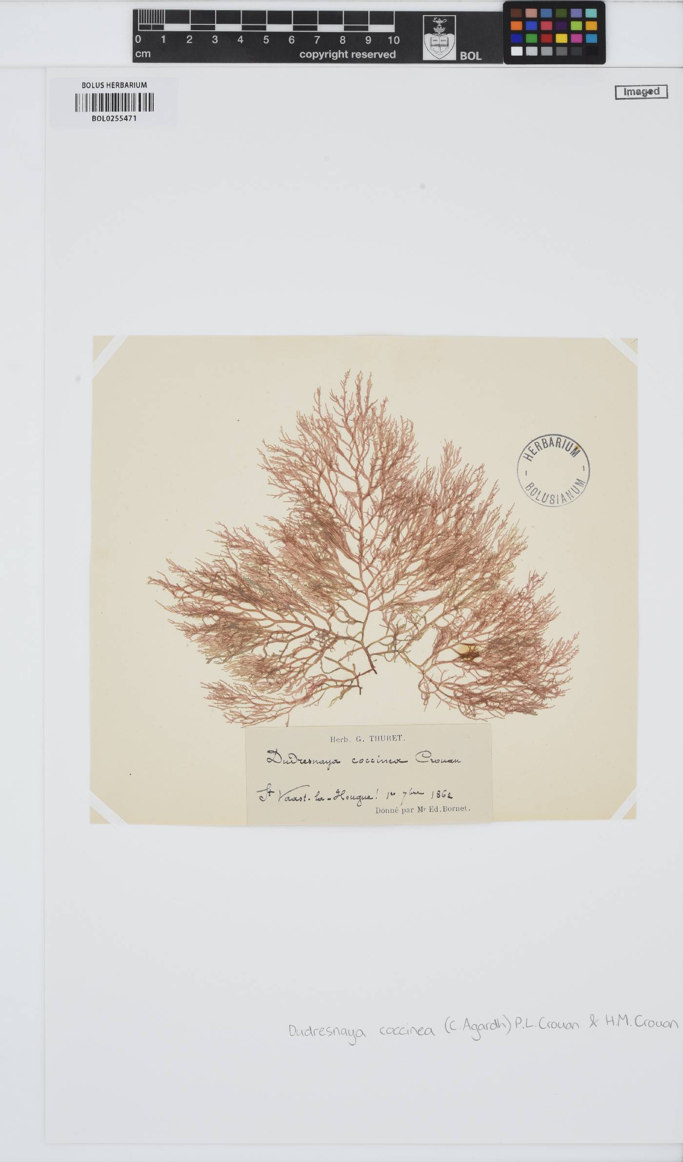 Dudresnaya verticillata image