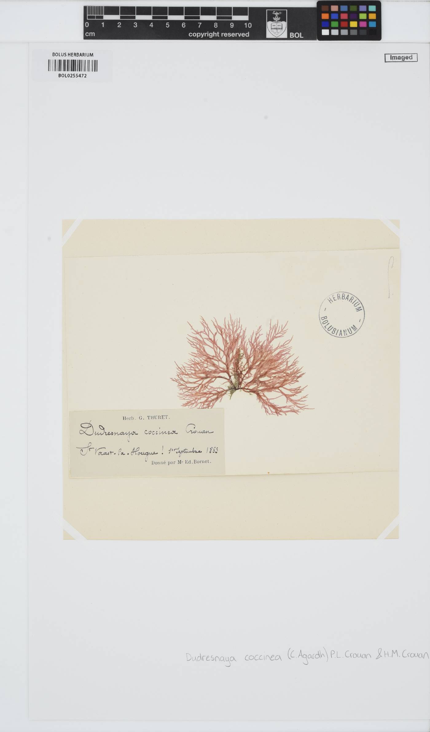 Dudresnaya verticillata image