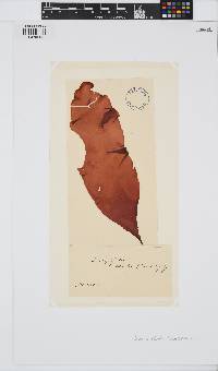 Dilsea carnosa image