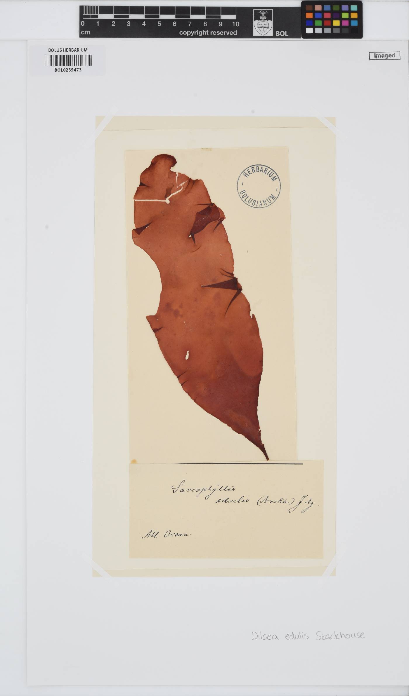 Dilsea carnosa image