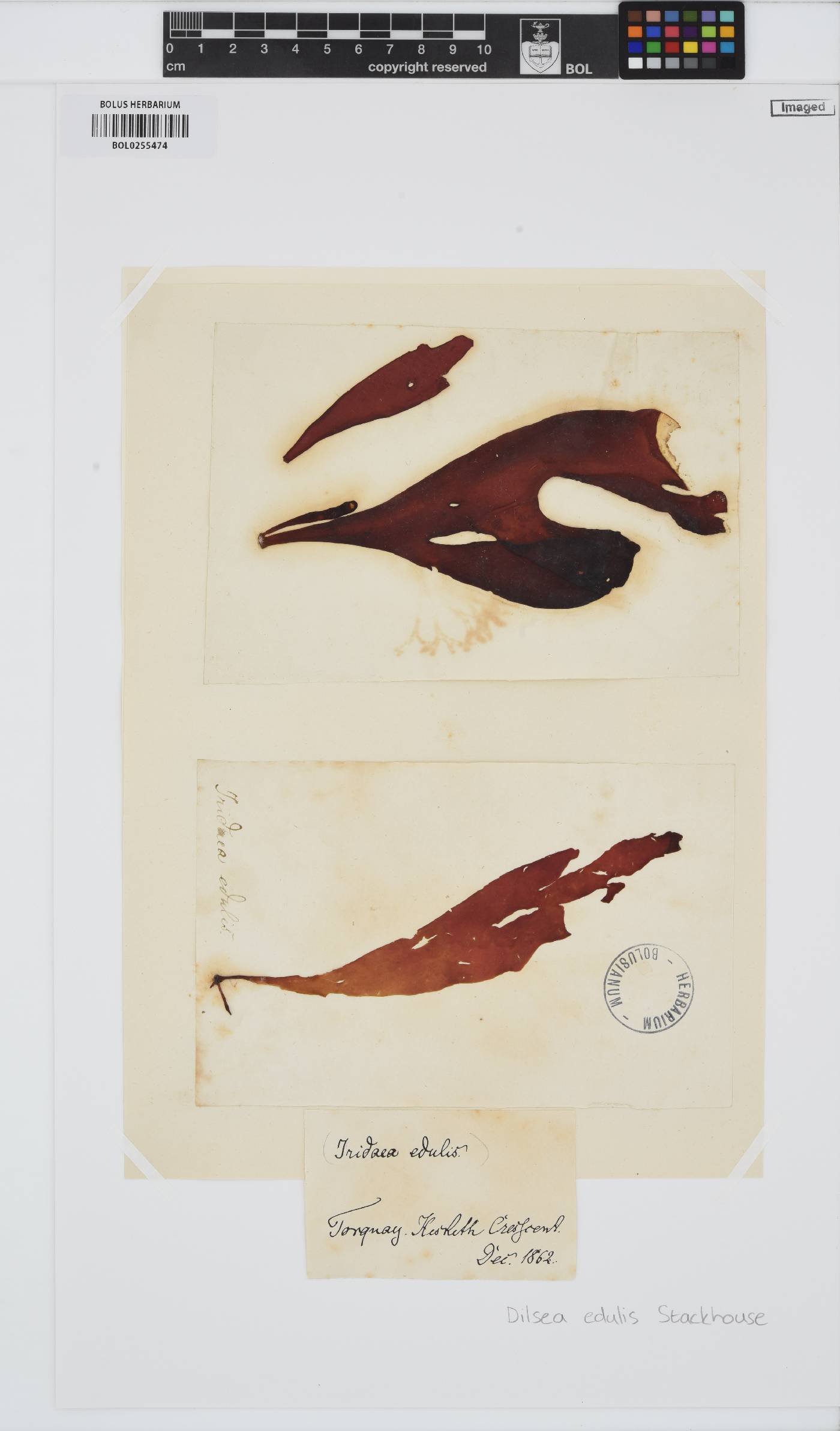 Dilsea carnosa image