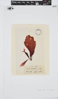 Dilsea carnosa image
