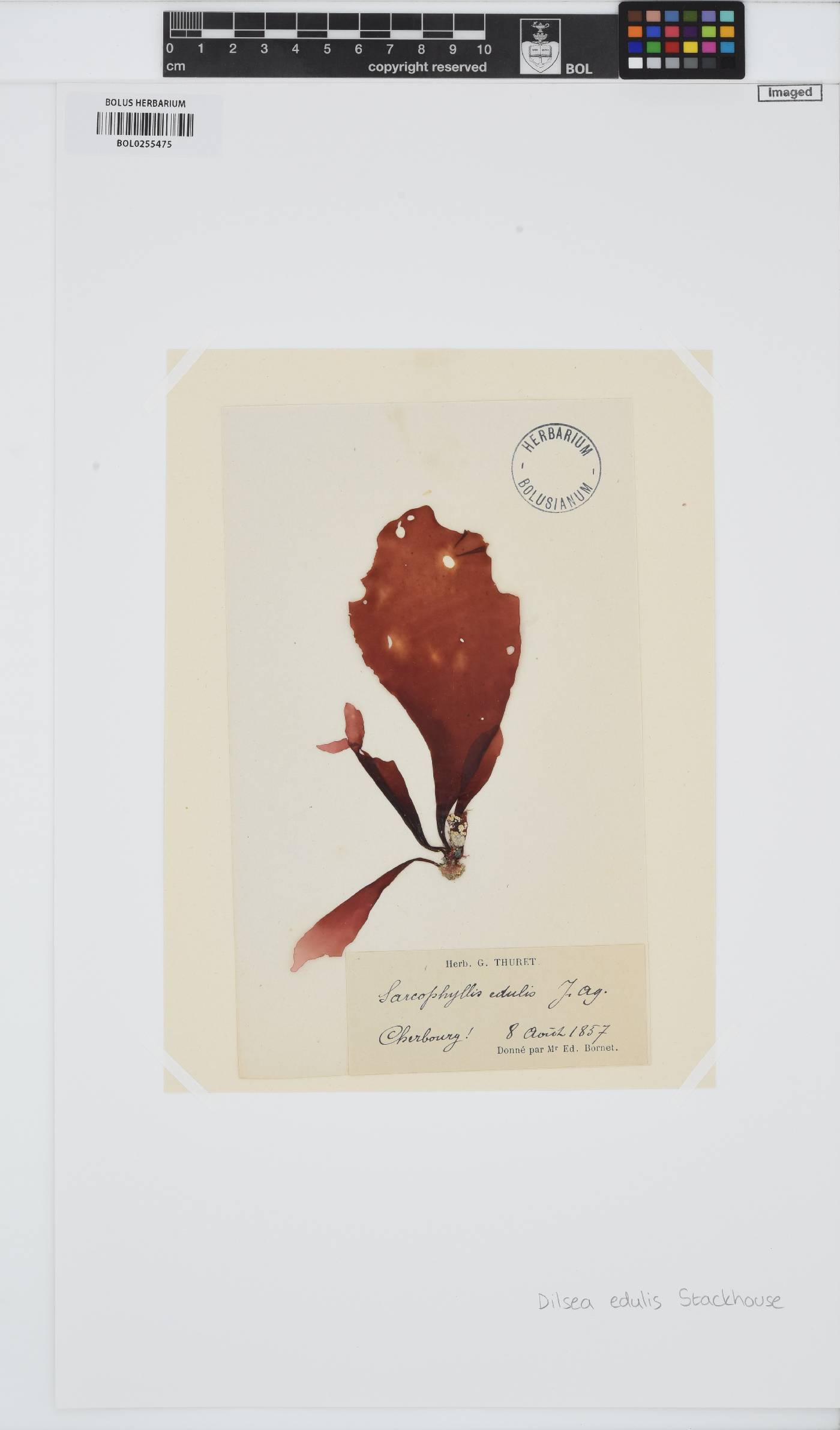 Dilsea carnosa image
