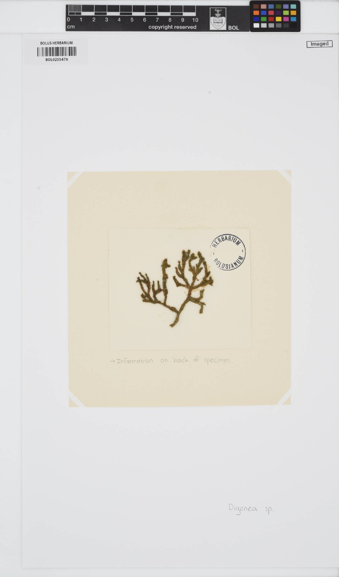Digenea image