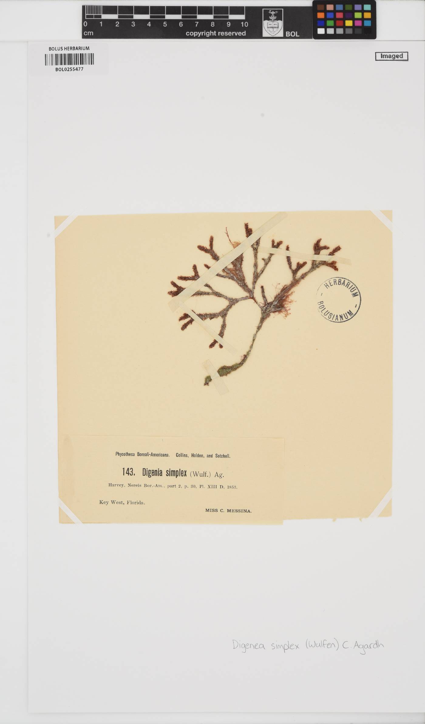 Digenea simplex image