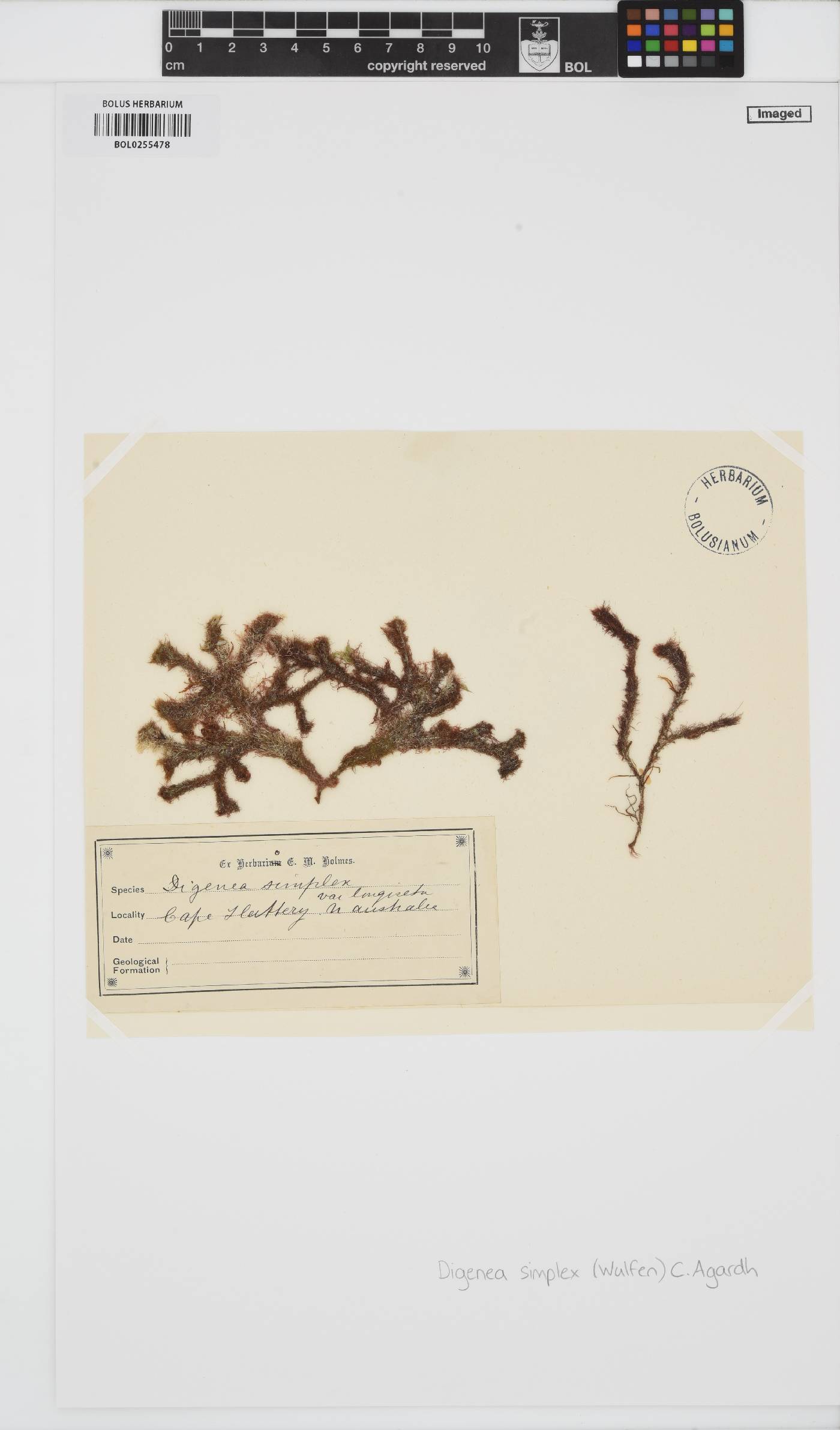 Digenea simplex image