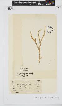 Digenea simplex image