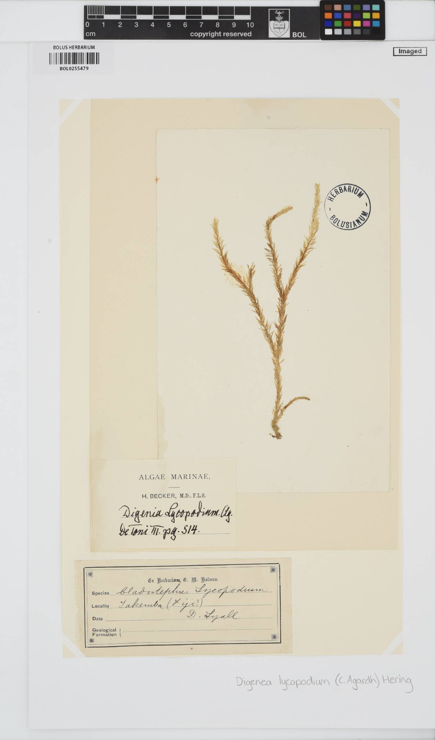 Digenea simplex image