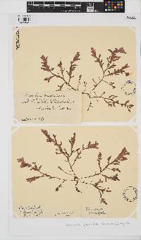 Thuretia quercifolia image