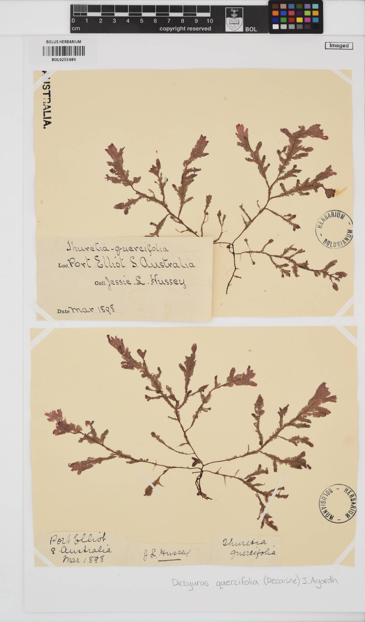 Thuretia quercifolia image