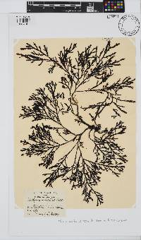 Dictyomenia tridens image