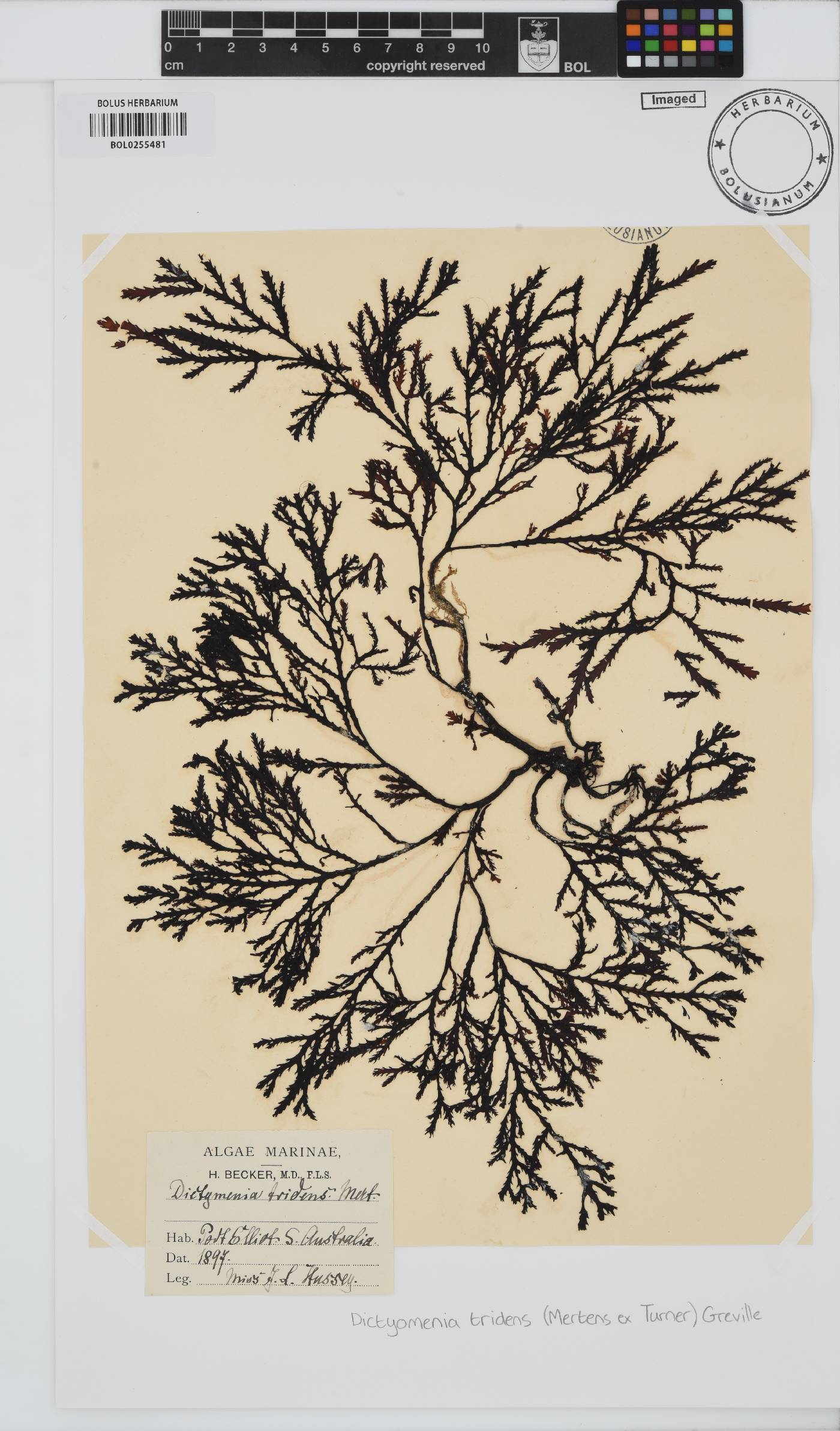 Dictyomenia tridens image
