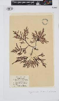 Dictyomenia tridens image