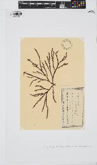 Dictyomenia tridens image