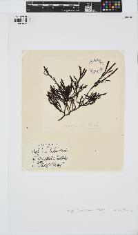 Dictyomenia tridens image