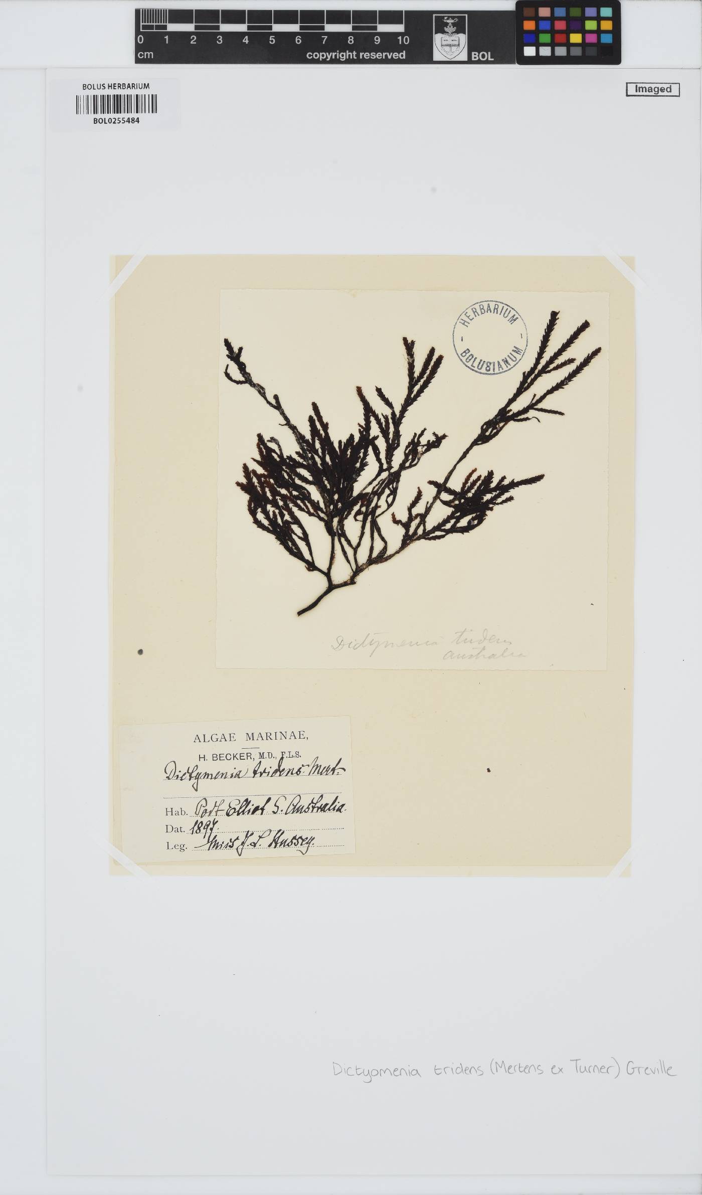 Dictyomenia tridens image