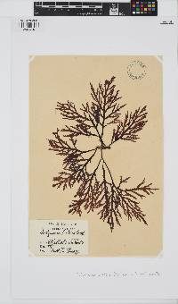 Dictyomenia tridens image