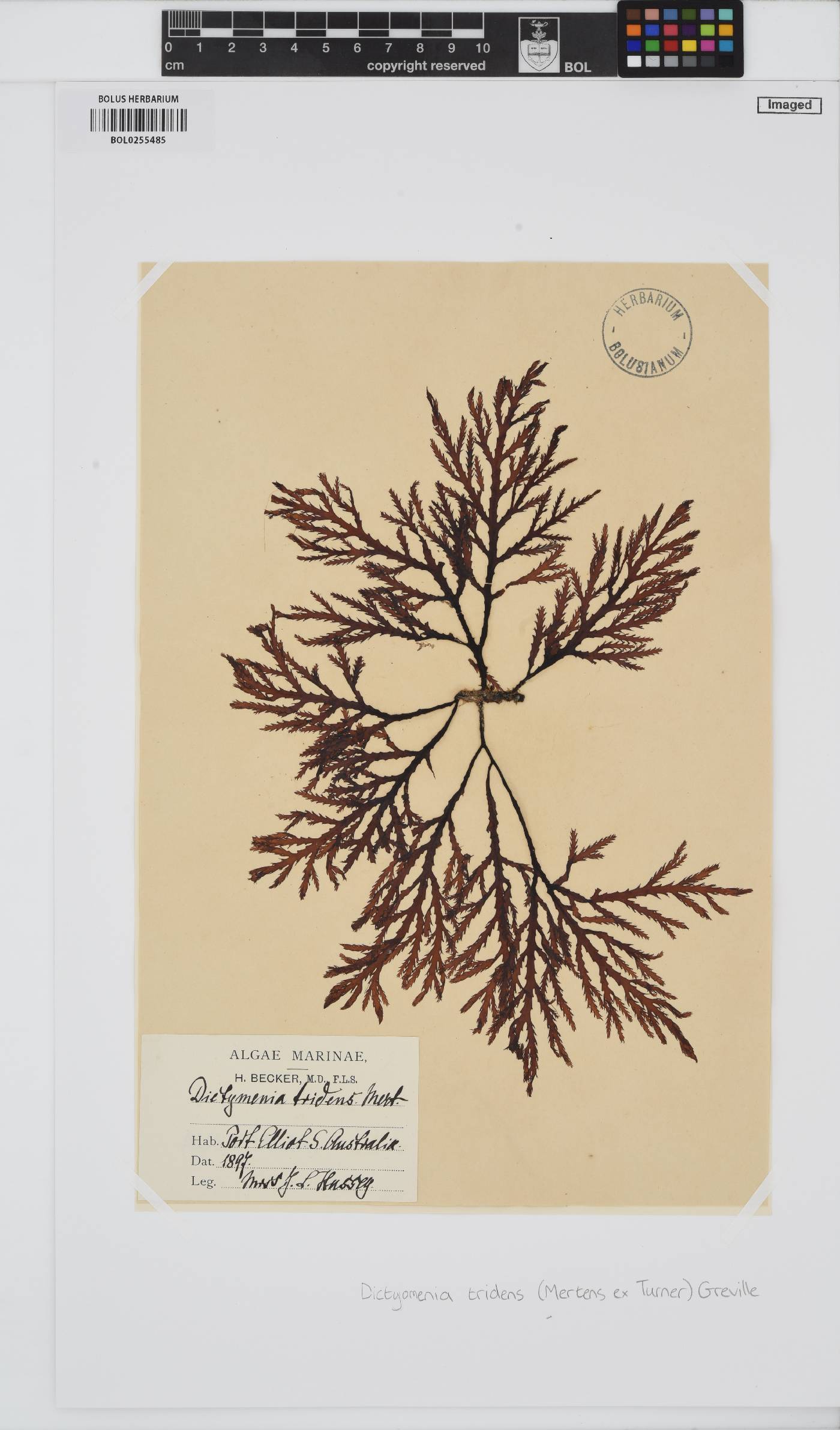 Dictyomenia image