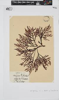 Dictyomenia tridens image