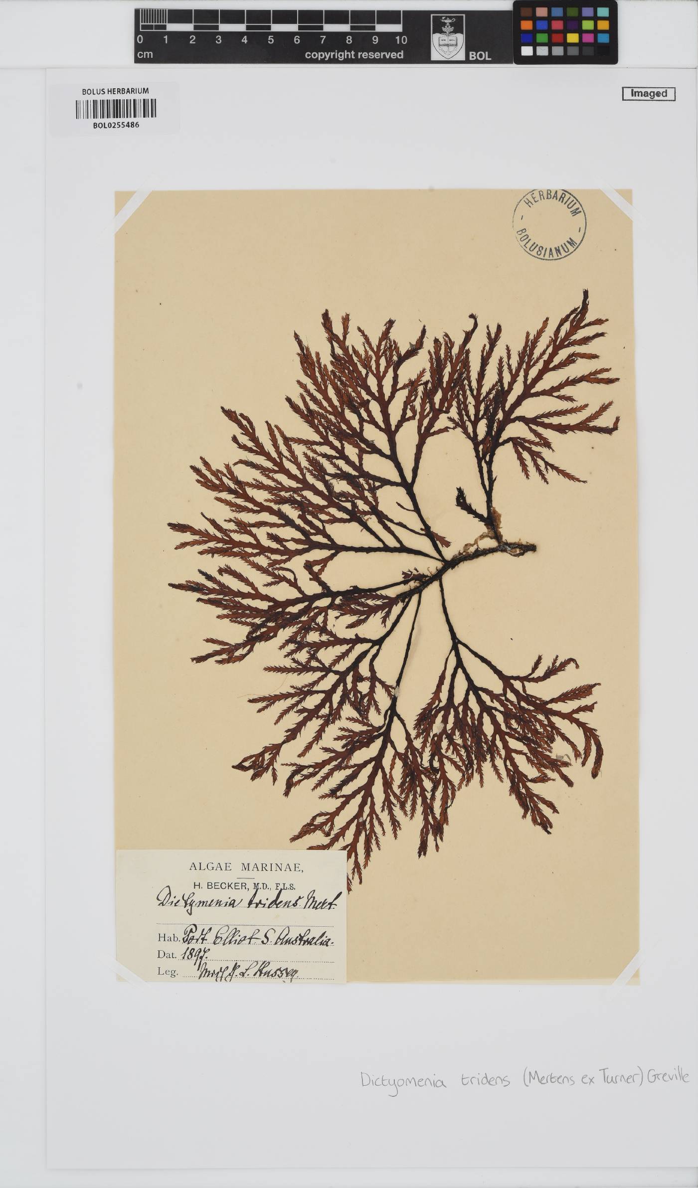 Dictyomenia tridens image