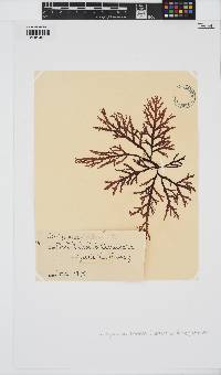 Dictyomenia tridens image