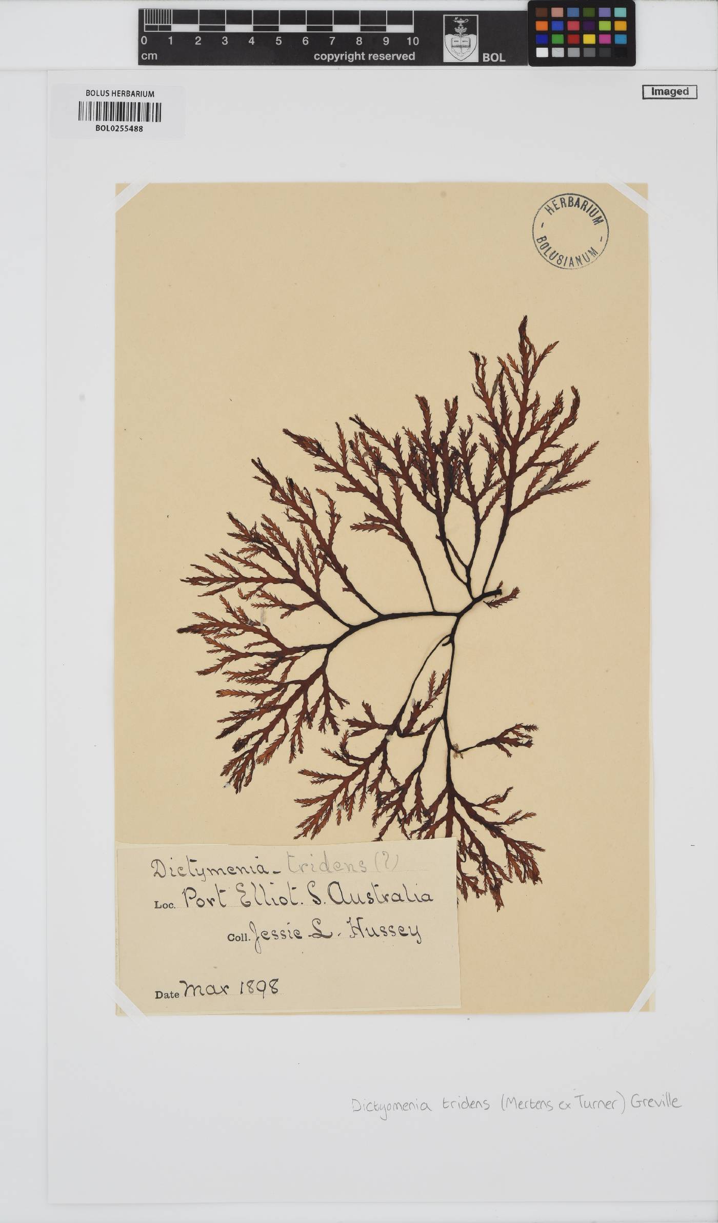 Dictyomenia tridens image