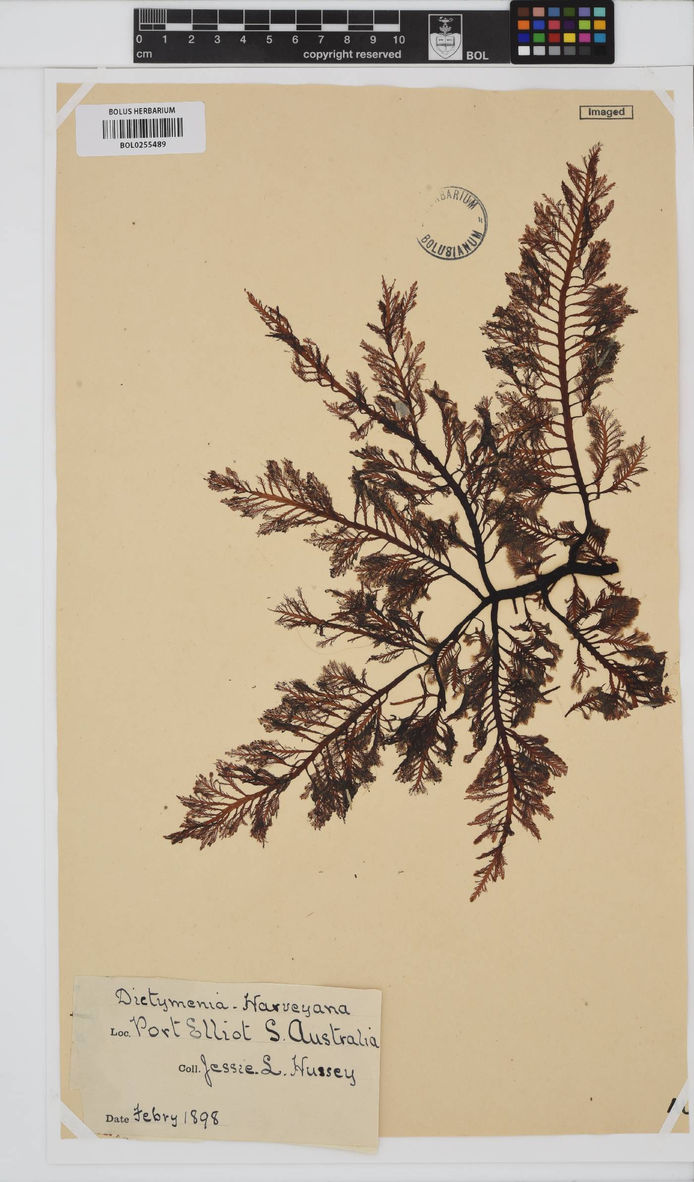 Dictyomenia harveyana image