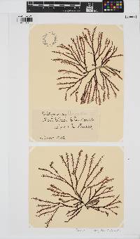 Image of Dictyomenia angusta