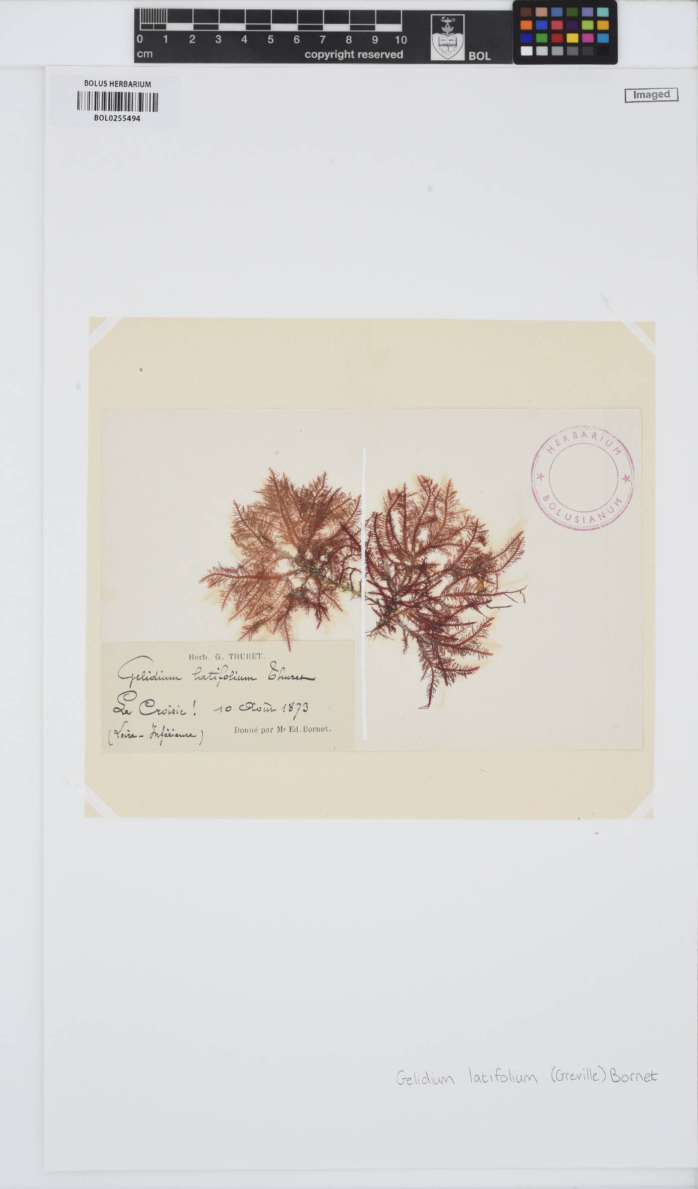 Gelidium spinosum image