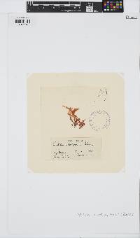 Gelidium spinosum image