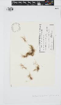 Gelidium crinale image