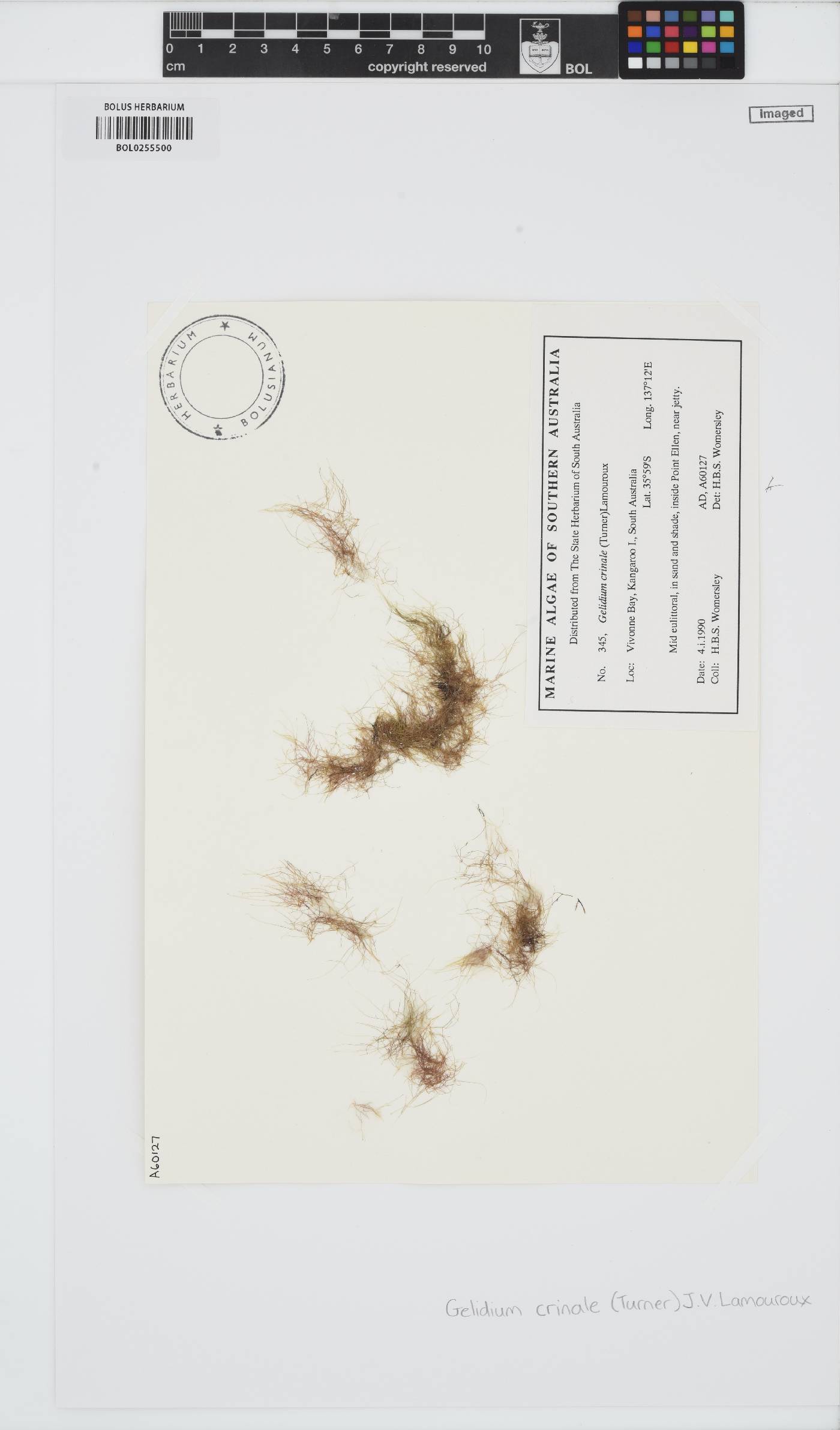 Gelidium crinale image
