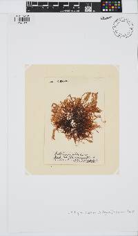 Gelidiella acerosa image