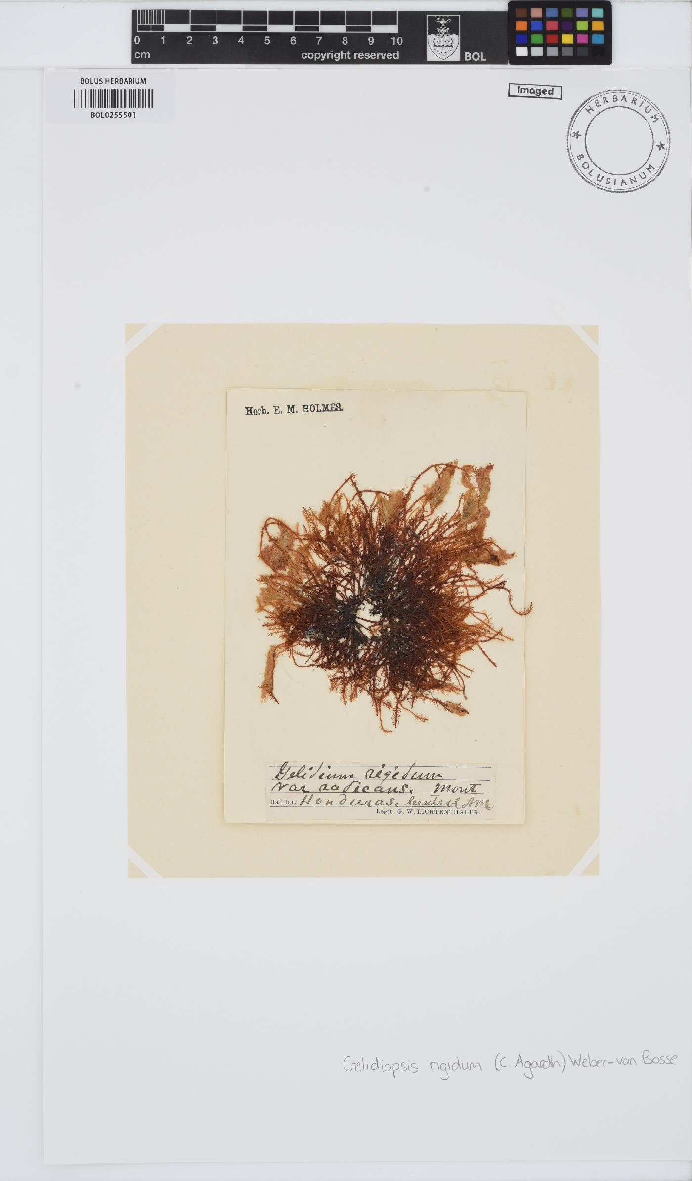 Gelidiella acerosa image
