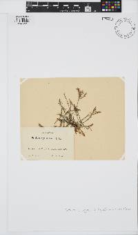 Gelidiella acerosa image