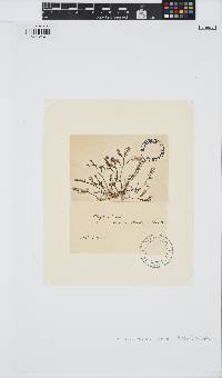Gastroclonium ovatum image
