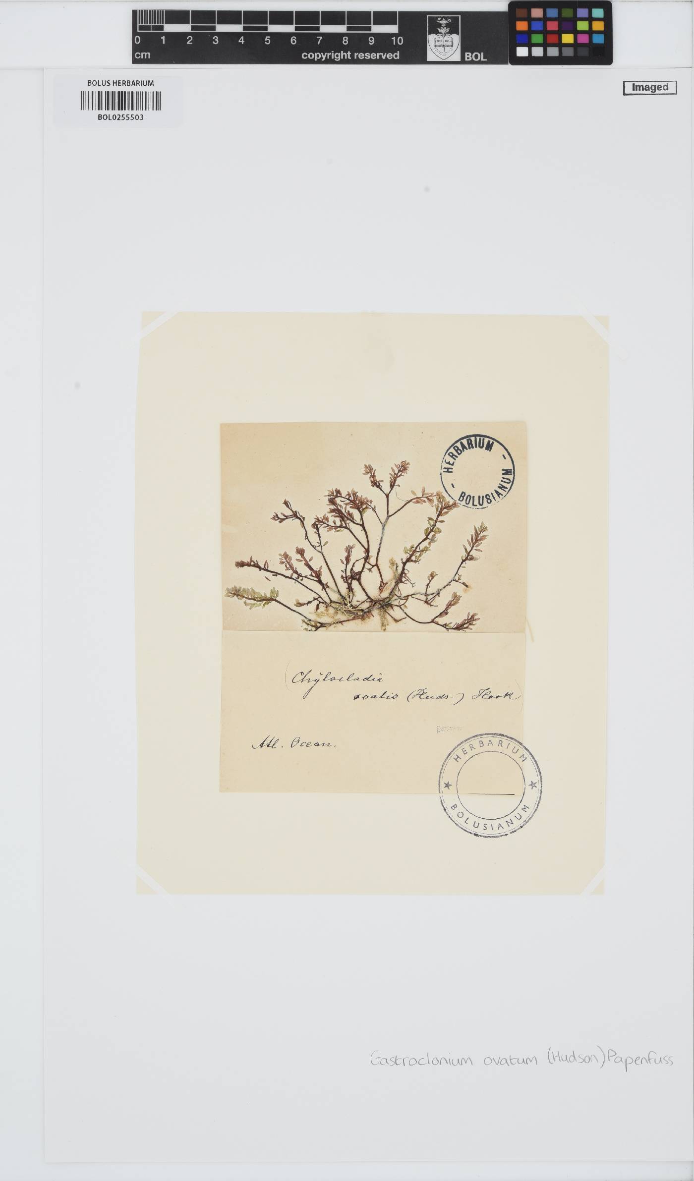 Gastroclonium image