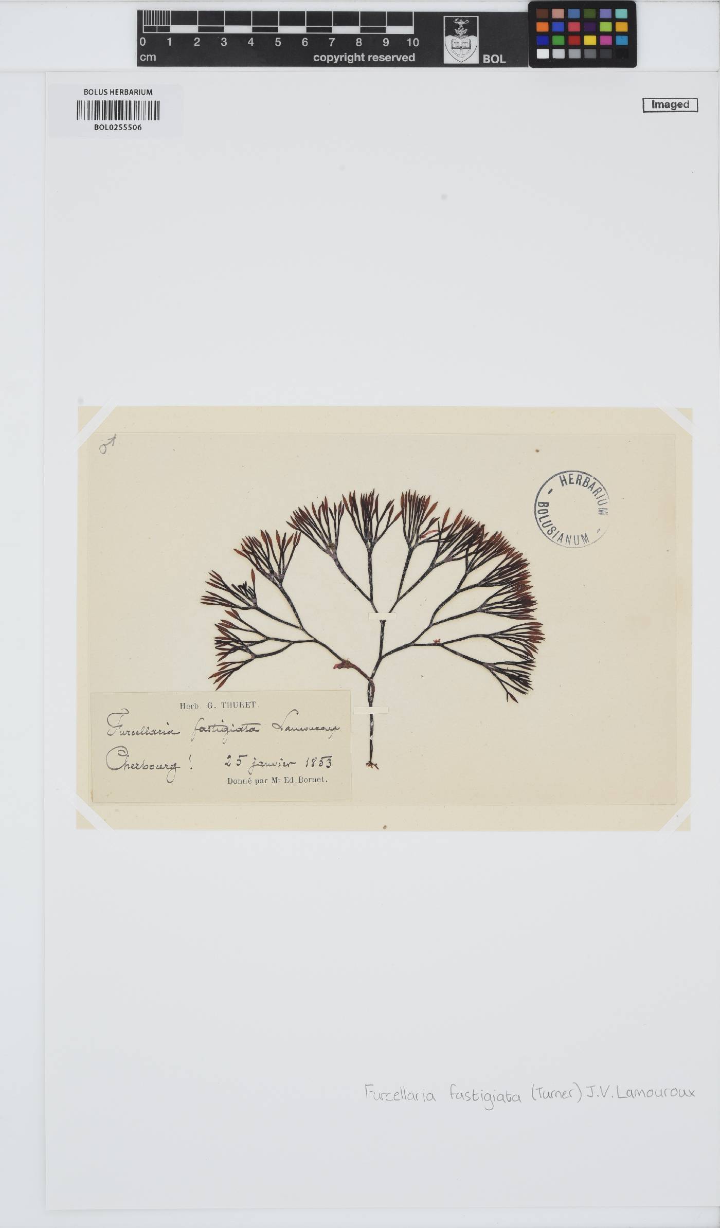 Furcellariaceae image