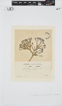 Furcellaria lumbricalis image